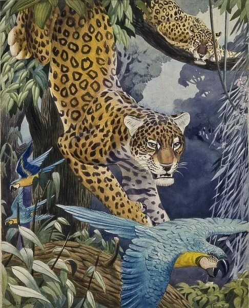 Leopards and Macaws