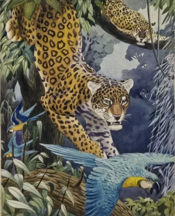Framed Print : Leopards and Macaws Framed Print : Leopards and Macaws