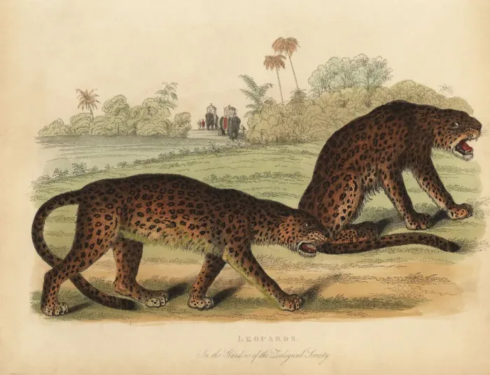 Framed Print : Leopards, Panthera pardus Framed Print : Leopards, Panthera pardus