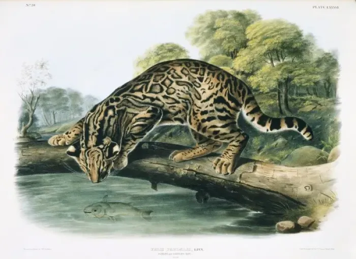 Framed Print : Leopardus pardalis, ocelot Framed Print : Leopardus pardalis, ocelot