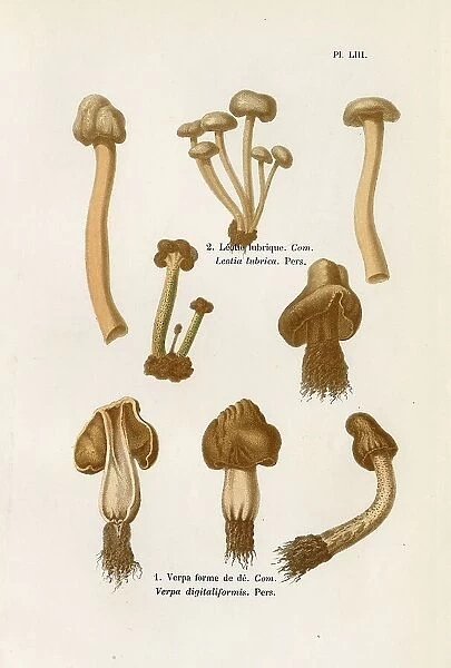 LEOTIA LUBRICA VERPA DIGITALIFORMIS (edible) Date: 1876