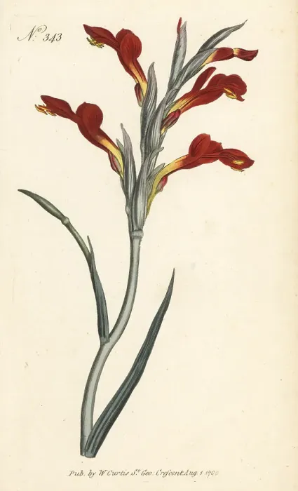 Framed Print : Lepelblom, Gladiolus cunonius Framed Print : Lepelblom, Gladiolus cunonius