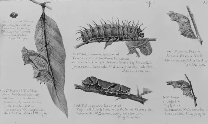 Framed Print : Lepidoptera larvae from Queensland, Australia Framed Print : Lepidoptera larvae from Queensland, Australia