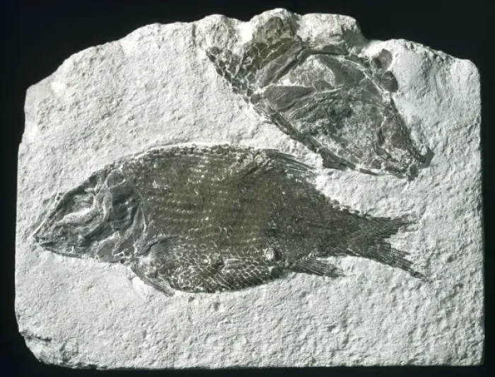 Framed Print : Lepidotes, fossil fish Framed Print : Lepidotes, fossil fish