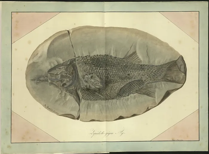 Framed Print : Lepidotus gigas Agassiz Framed Print : Lepidotus gigas Agassiz