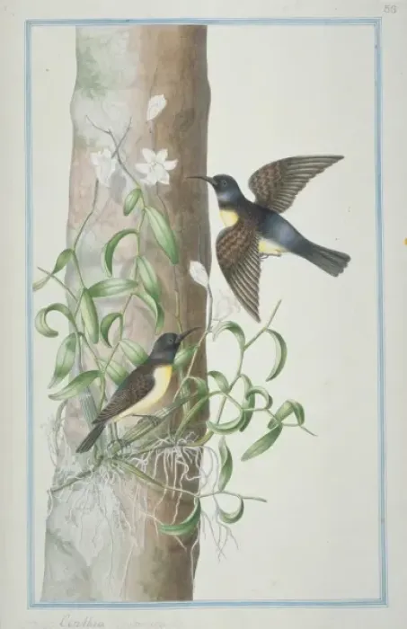 Framed Print : Leptocoma zeylonicus, purple-rumped sunbird Framed Print : Leptocoma zeylonicus, purple-rumped sunbird
