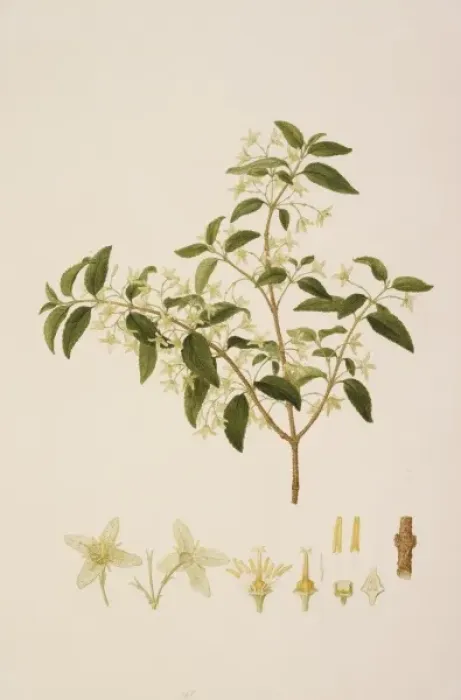 Framed Print : Leptomeria acida R. Br Framed Print : Leptomeria acida R. Br