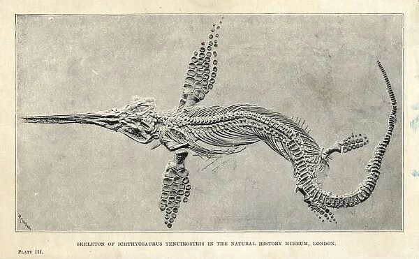 Leptonectes tenuirostris skeleton
