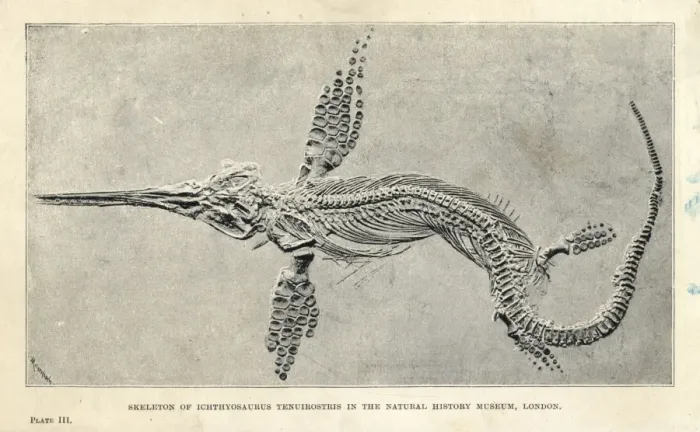 Framed Print : Leptonectes tenuirostris skeleton Framed Print : Leptonectes tenuirostris skeleton