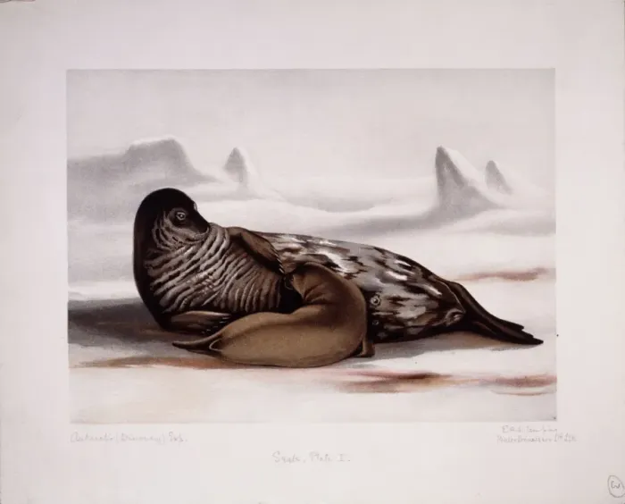 Framed Print : Leptonychotes weddellii, Weddell seal Framed Print : Leptonychotes weddellii, Weddell seal