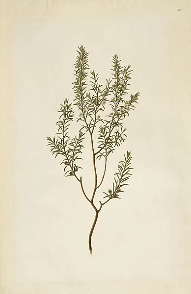 Leptospermum ericoides, kanuka honey