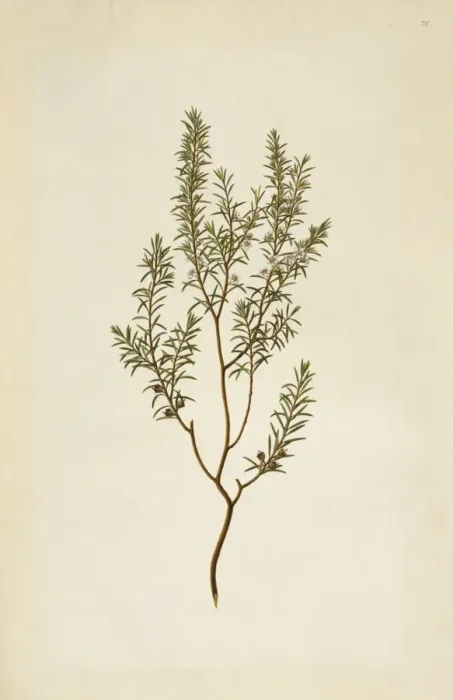 Framed Print : Leptospermum ericoides, kanuka honey Framed Print : Leptospermum ericoides, kanuka honey