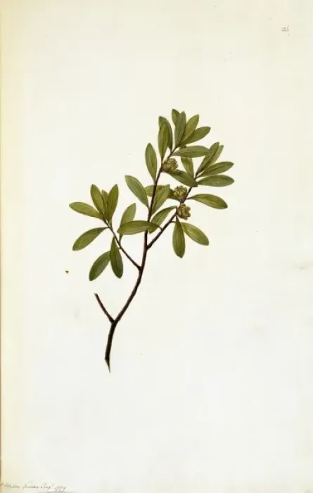 Framed Print : Leptospermum fabricia, tea-tree Framed Print : Leptospermum fabricia, tea-tree