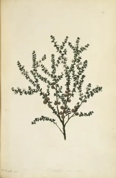 Framed Print : Leptospermum squarrosum, pink tea tree Framed Print : Leptospermum squarrosum, pink tea tree