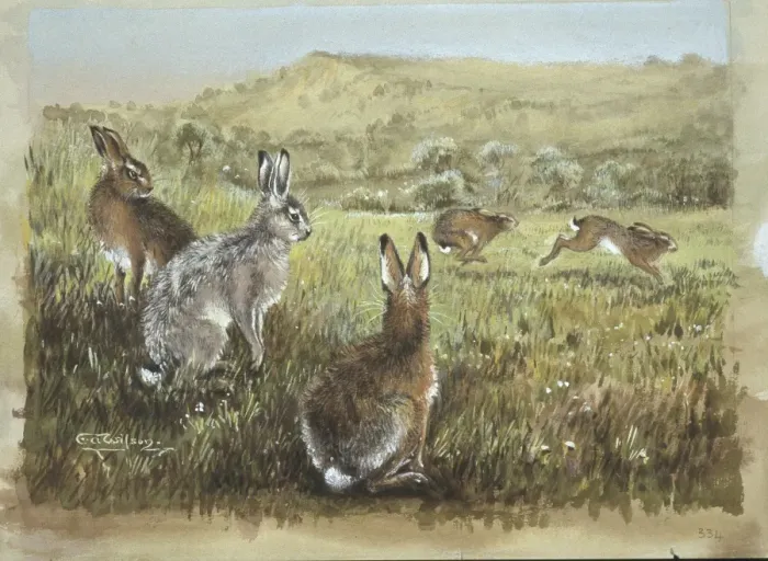 Framed Print : Lepus europaeus, European brown hare Framed Print : Lepus europaeus, European brown hare