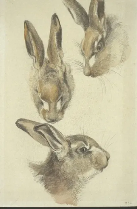 Framed Print : Lepus europaeus, European brown hare Framed Print : Lepus europaeus, European brown hare