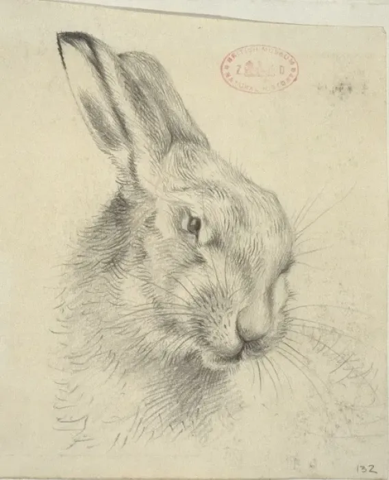 Framed Print : Lepus europaeus, European brown hare Framed Print : Lepus europaeus, European brown hare
