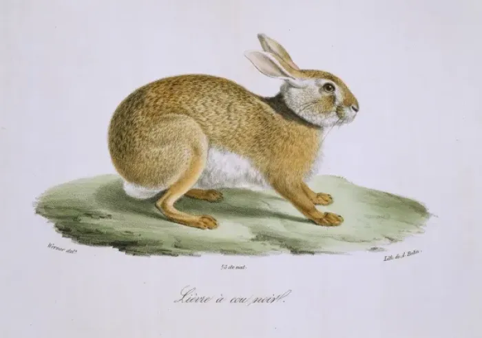 Framed Print : Lepus europaeus, European brown hare Framed Print : Lepus europaeus, European brown hare