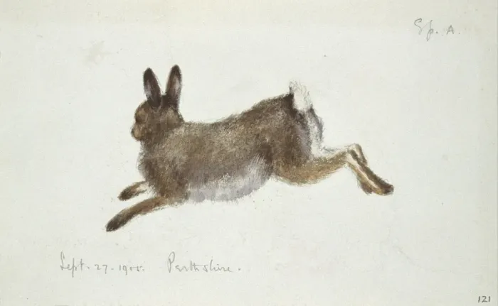 Framed Print : Lepus timidus, Arctic hare Framed Print : Lepus timidus, Arctic hare