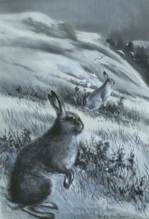 Framed Print : Lepus timidus, Arctic hare Framed Print : Lepus timidus, Arctic hare