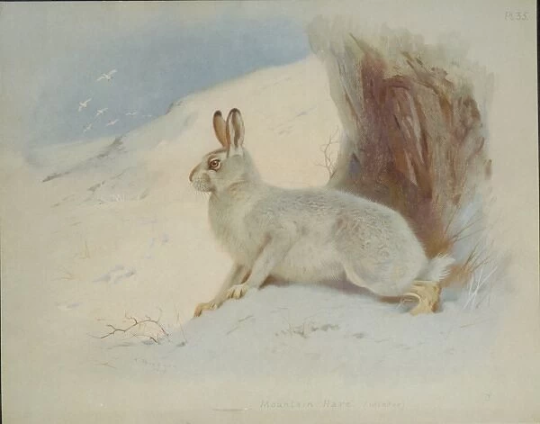 Lepus timidus, Arctic hare