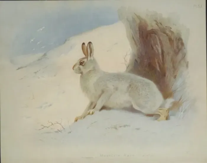 Framed Print : Lepus timidus, Arctic hare Framed Print : Lepus timidus, Arctic hare