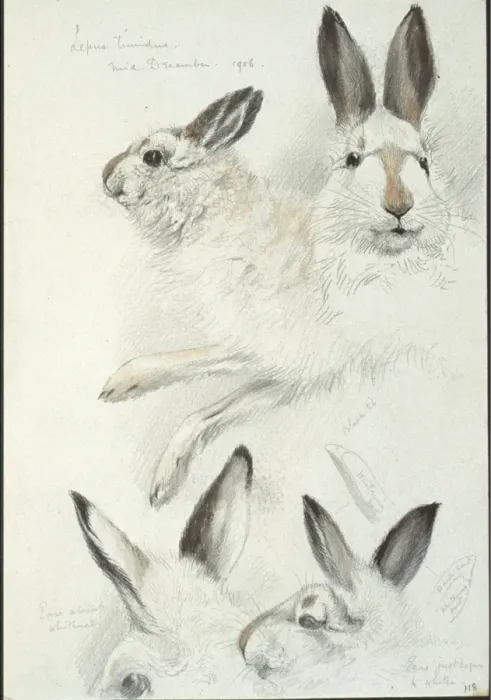 Framed Print : Lepus timidus, Arctic hare Framed Print : Lepus timidus, Arctic hare