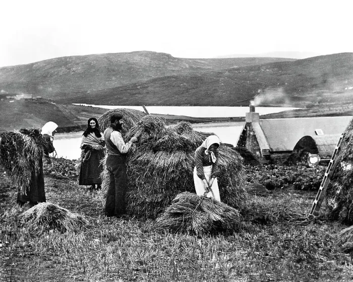 Framed Print : Lerwick Shetland Hay Yard early 1900s Framed Print : Lerwick Shetland Hay Yard early 1900s