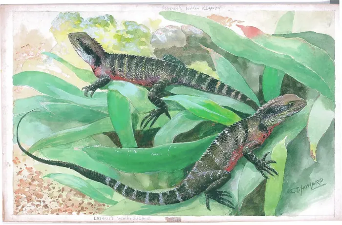 Framed Print : Leseur's Water Lizards at London Zoo Framed Print : Leseur's Water Lizards at London Zoo