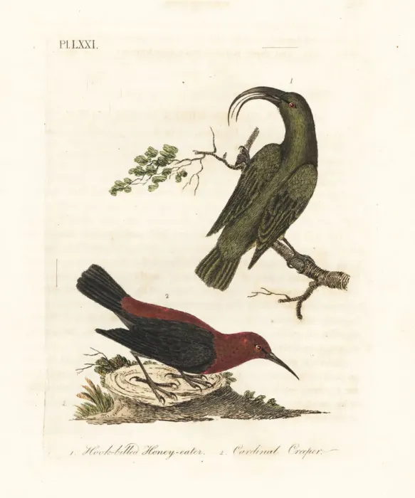 Framed Print : Lesser akialoa (extinct) and cardinal Framed Print : Lesser akialoa (extinct) and cardinal