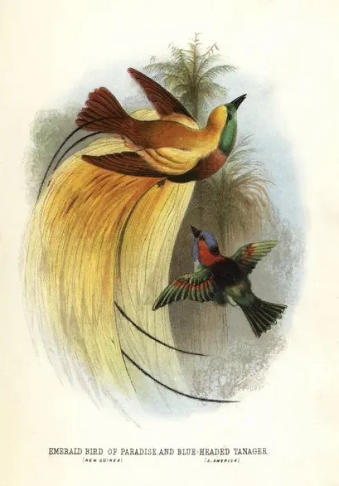 Framed Print : Lesser bird-of-paradise, Paradisaea minor Framed Print : Lesser bird-of-paradise, Paradisaea minor