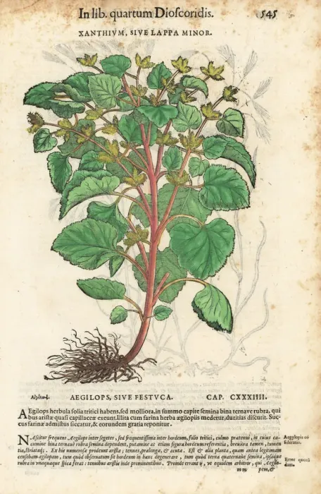 Framed Print : Lesser burdock or cocklebur, Arctium minus