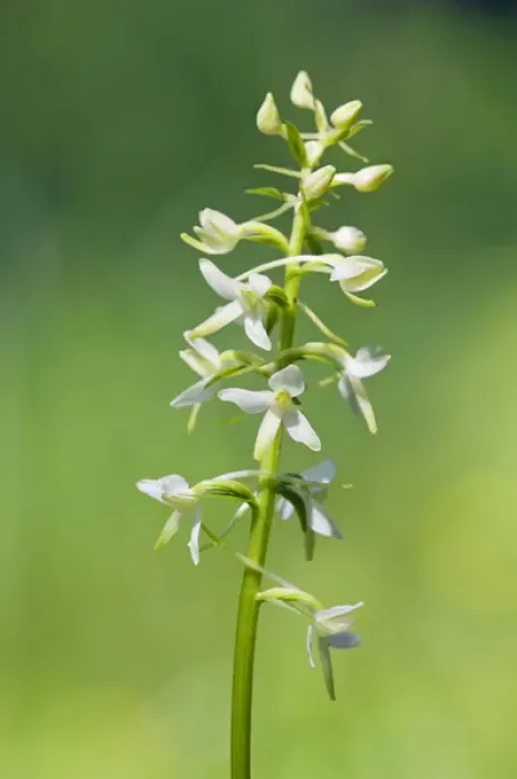 Framed Print : Lesser Butterfly-Orchid - flowering wild plant Framed Print : Lesser Butterfly-Orchid - flowering wild plant