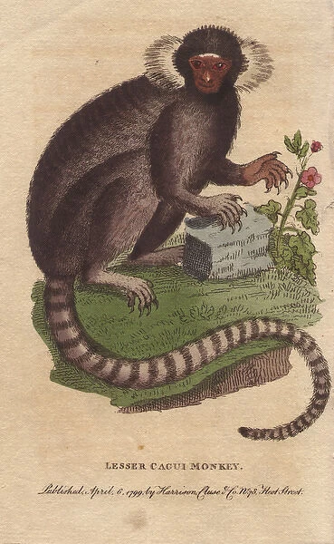 Lesser cagui monkey, sagui or marmoset, Callithrix jacchus