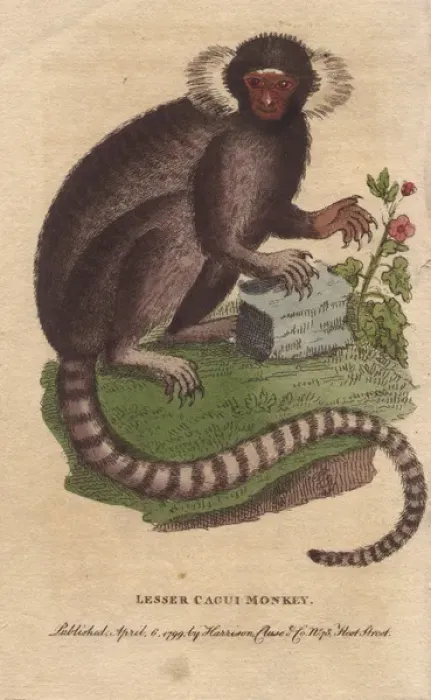 Framed Print : Lesser cagui monkey, sagui or marmoset, Callithrix jacchus Framed Print : Lesser cagui monkey, sagui or marmoset, Callithrix jacchus