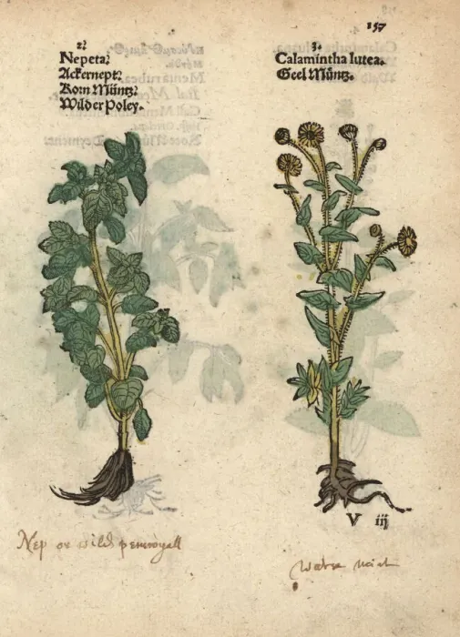Framed Print : Lesser calamint, Calamintha nepeta, and yellow