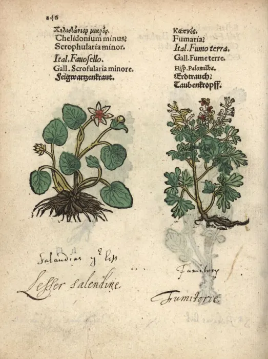 Framed Print : Lesser celandine, Ficaria verna, and fumitory Framed Print : Lesser celandine, Ficaria verna, and fumitory