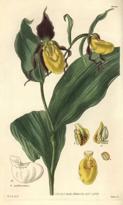 Framed Print : Lesser-flowered or greater yellow ladys slipper Framed Print : Lesser-flowered or greater yellow ladys slipper