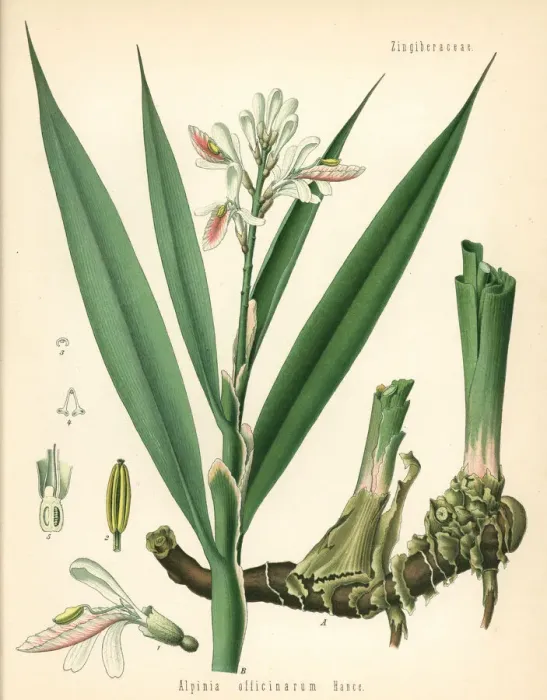 Framed Print : Lesser galangal, Alpinia officinarum Framed Print : Lesser galangal, Alpinia officinarum