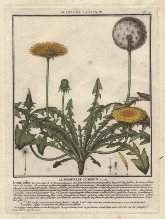 Framed Print : Lesser hawkbit, Leontodon taraxacoides Framed Print : Lesser hawkbit, Leontodon taraxacoides