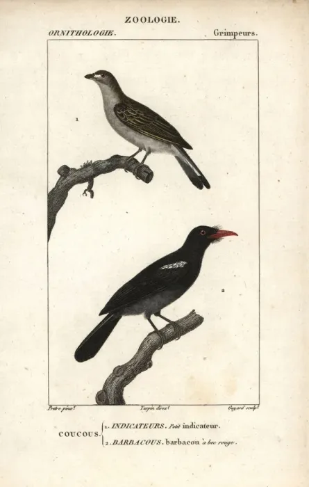 Framed Print : Lesser honeyguide, Indicator minor Framed Print : Lesser honeyguide, Indicator minor