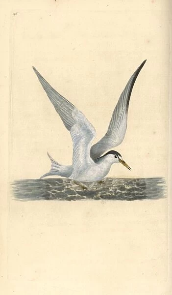 Lesser or little tern, Sternula albifrons