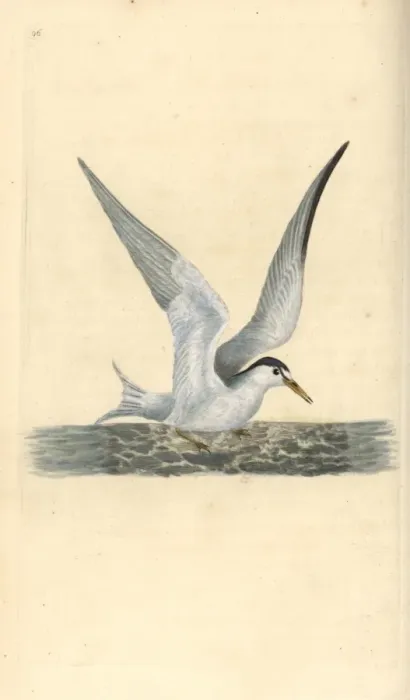 Framed Print : Lesser or little tern, Sternula albifrons Framed Print : Lesser or little tern, Sternula albifrons