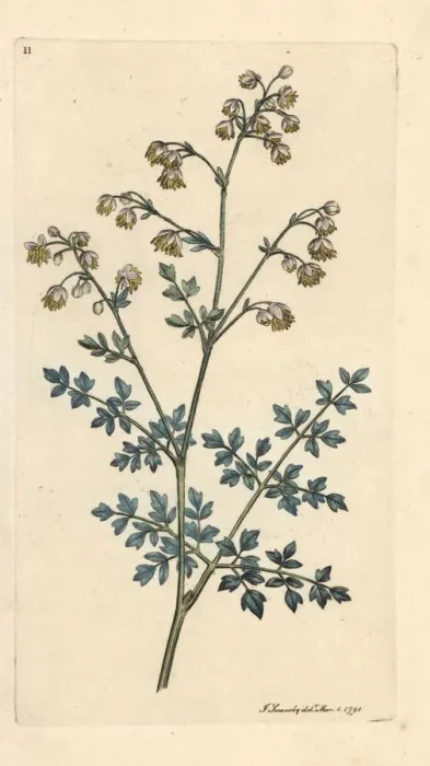 Framed Print : Lesser meadow rue, Thalictrum minus Framed Print : Lesser meadow rue, Thalictrum minus