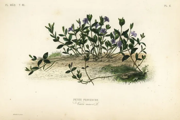 Framed Print : Lesser periwinkle, Vinca minor Framed Print : Lesser periwinkle, Vinca minor