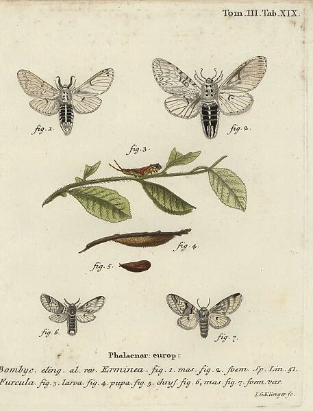 Lesser puss moth, Cerura erminea