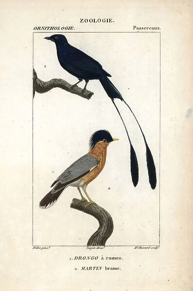 Lesser racket-tailed drongo, Dicrurus remifer