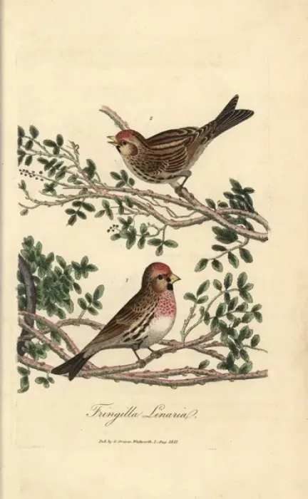 Framed Print : Lesser redpole, Fringilla linaria, Lesser redpoll Framed Print : Lesser redpole, Fringilla linaria, Lesser redpoll