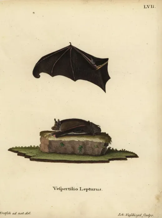 Framed Print : Lesser sac-winged bat, Saccopteryx leptura Framed Print : Lesser sac-winged bat, Saccopteryx leptura