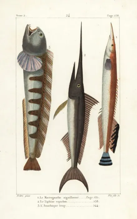 Framed Print : Lesser spiny eel, swordfish and wolf-fish Framed Print : Lesser spiny eel, swordfish and wolf-fish